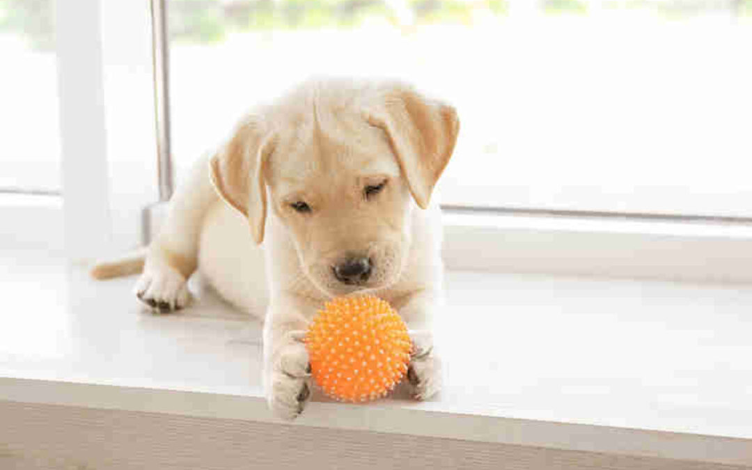 Should I Allow Pets In My Rental Property?